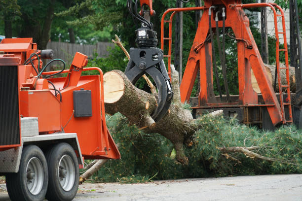 Best Fruit Tree Pruning  in Forney, TX